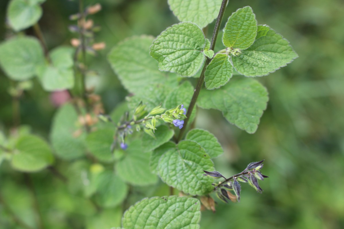 Salvia tiliifolia Vahl